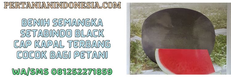 benih,semangka,setabindo black,cap kapal terbang,petani